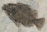 Cockerellites (Priscacara) Fossil Fish - Hanger Installed #51056-1